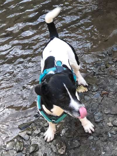 Dogorama-Monats-Challenge-Mai "Wasser"-Beitrag-Bild