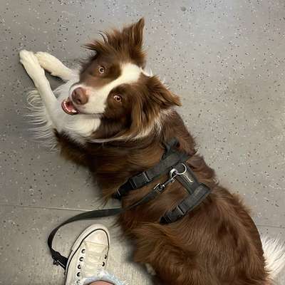 Hundetreffen-Training für die Leinen-Befreiung / Stadpark-Bild