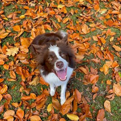 Hundetreffen-Daily - Gassi-Bild