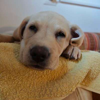 Hundetreffen-Welpen treffen in Ludwigshafen Friesenheim im Hunde Park gegenüber vom Ebertpark-Bild