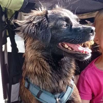 Hundetreffen-Spiele/Gassi Treffen-Bild