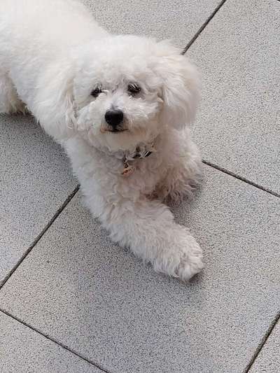 Pflege des Felles-Beitrag-Bild