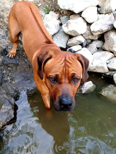 Rhodesian Ridgeback-Beitrag-Bild