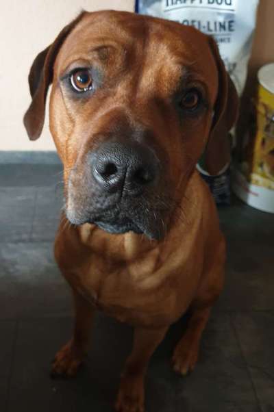 Rhodesian Ridgeback-Beitrag-Bild
