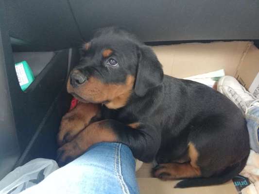 Rottweiler/-Mischlinge-Beitrag-Bild