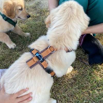 Hundetreffen-Welpentreffen am Tuniberg-Bild