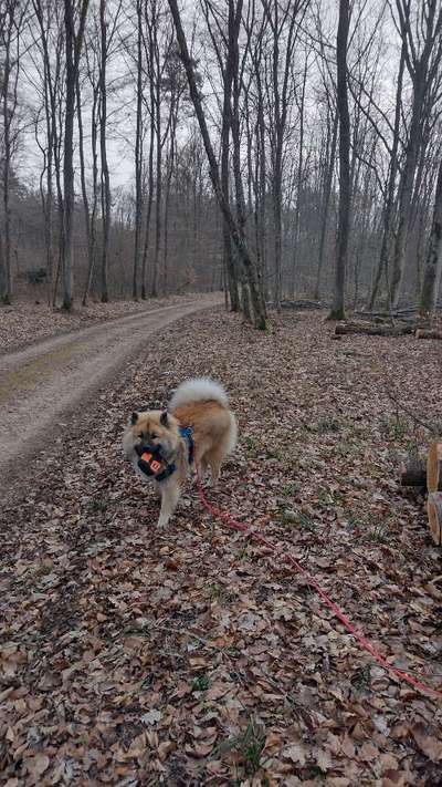 Hundetreffen-Spielfreund/-freundin-Bild