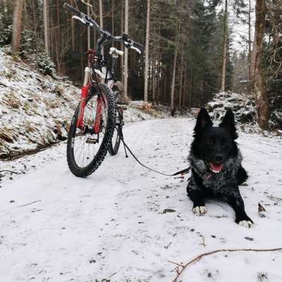 Hundetreffen-Schwarzwald erkunden :-)