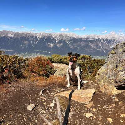 Hundetreffen-Hundefreundin oder Freund gesucht für spielen und spazieren-Bild