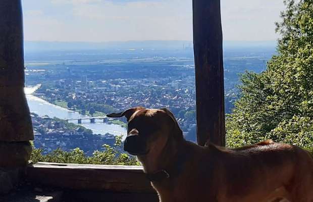 Hundetreffen-Soziale Kontakte wegen Umzug-Bild