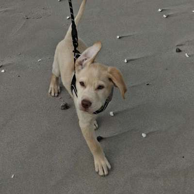 Hundetreffen-Hunde treffen zum Spielen-Bild