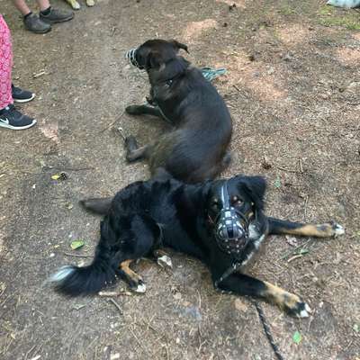 Hundetreffen-Social Walk-Bild