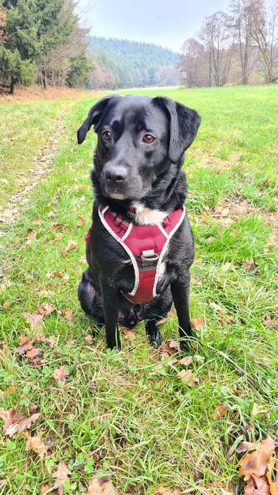 Labradorfans-Beitrag-Bild