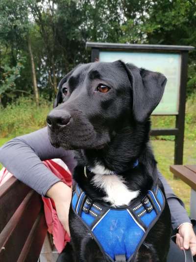 Mischlingshunde Foto Aufruf-Beitrag-Bild