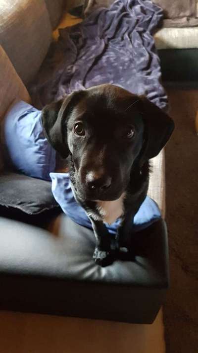 Labradorfans-Beitrag-Bild