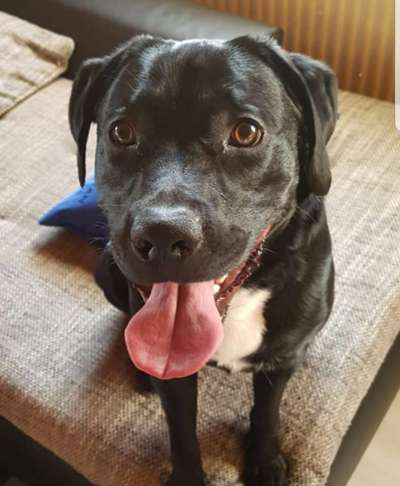 Fotochallenge Nr. 59 - Mein Hund zeigt die Zunge-Beitrag-Bild