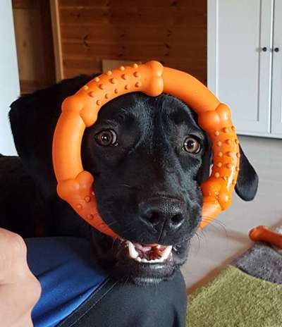 Dogorama Photo Challenge - Lieblingsspielzeug!-Beitrag-Bild