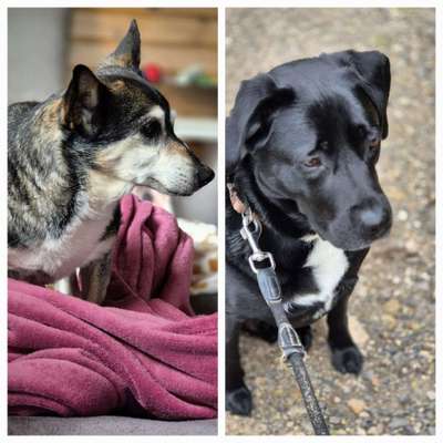 Wie kamst du zu deinem Hund?-Beitrag-Bild