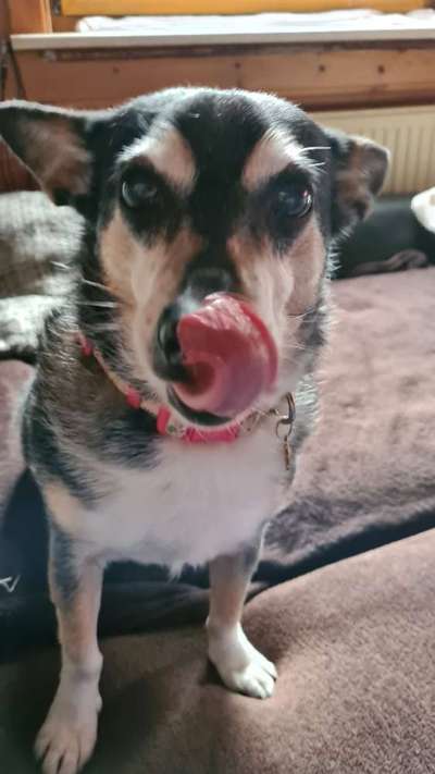 Fotochallenge Nr. 59 - Mein Hund zeigt die Zunge-Beitrag-Bild