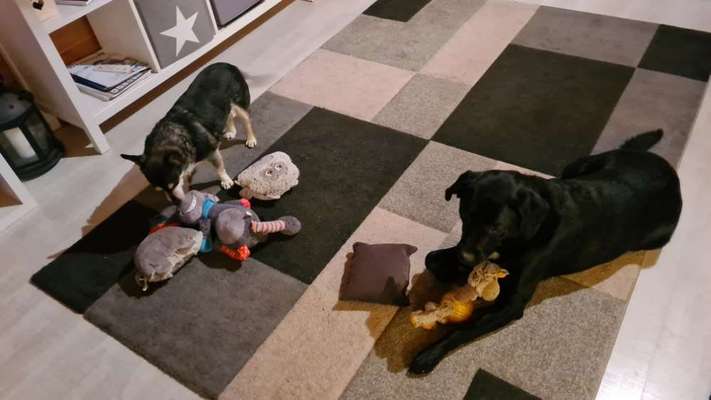 BIG LOVE :) mit 2 Hunden❣️-Beitrag-Bild