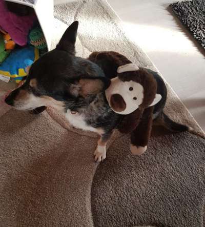 Dogorama Photo Challenge - Lieblingsspielzeug!-Beitrag-Bild