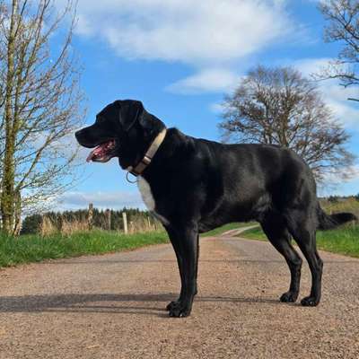 aktuelles Foto Gruppe Labrador