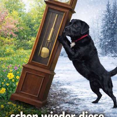 aktuelles Foto Gruppe Labrador