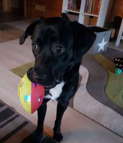 Mischlingshunde Foto Aufruf-Beitrag-Bild