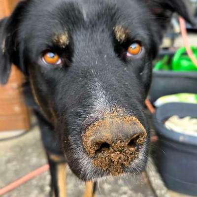 Hundetreffen-Spielgefährten für Rio-Bild
