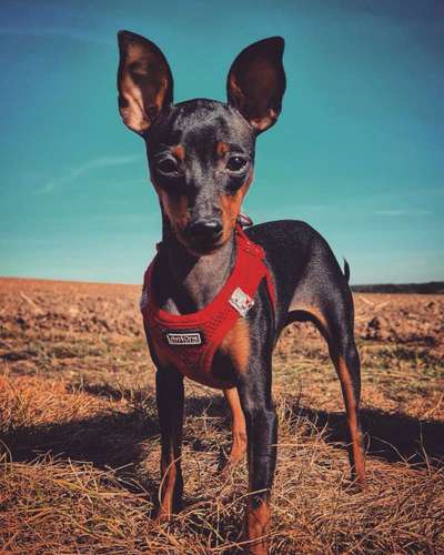 Dogorama Photo Challenge - Hundeblick zum hinschmelzen-Beitrag-Bild