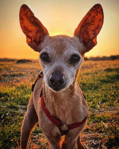 Dogorama Photo Challenge - Hundeblick zum hinschmelzen-Beitrag-Bild