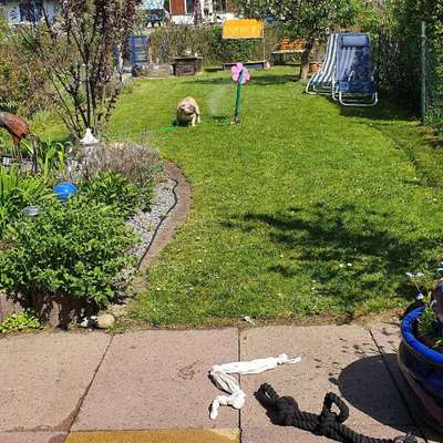 Dogorama-Monats-Challenge-Mai "Wasser"-Beitrag-Bild