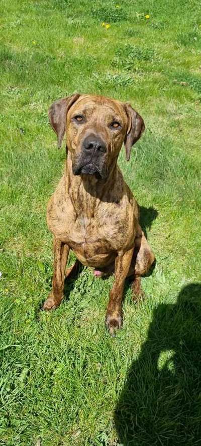 Rhodesian Ridgeback-Beitrag-Bild