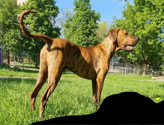 Deutsche Doggen Besitzer zeigt euch-Beitrag-Bild