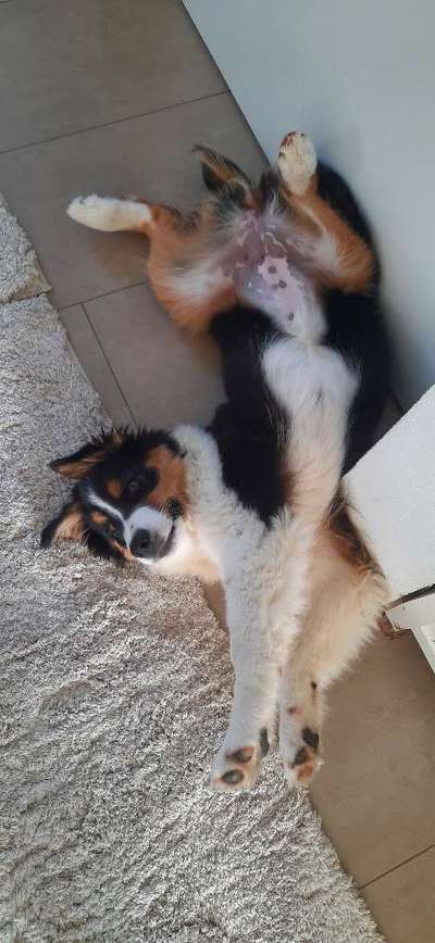 Die Dogorama Wochen Challenge-Beitrag-Bild