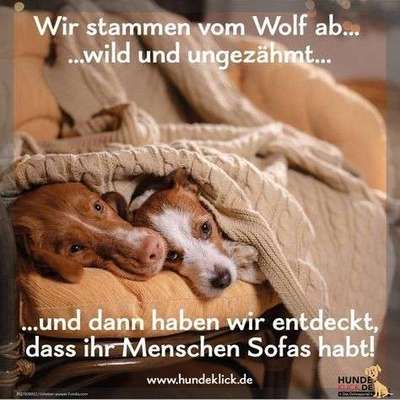 Hunde Memes-Beitrag-Bild