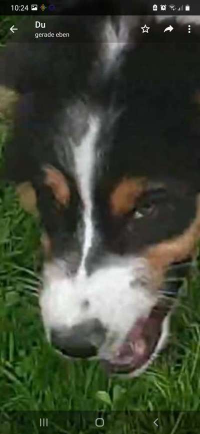 Zeige das lustigste Bild eures Hundis-Beitrag-Bild