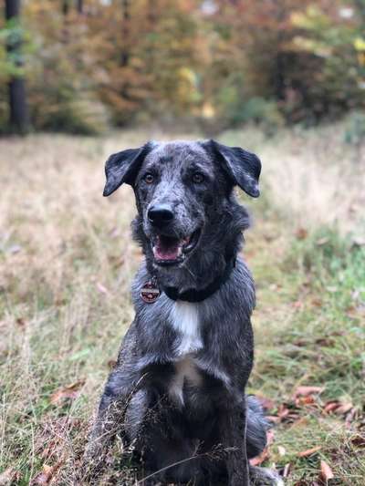 Hundetreffen-Gassirunde-Bild