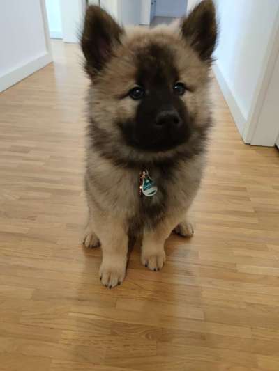 Eurasier hier?-Beitrag-Bild