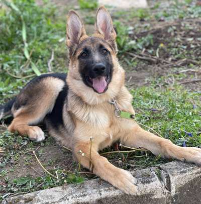 Schäferhund-Beitrag-Bild