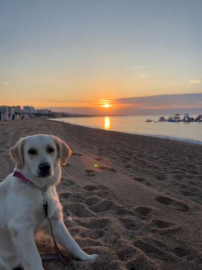 Wo sind die Golden Retriever Liebhaber?-Beitrag-Bild