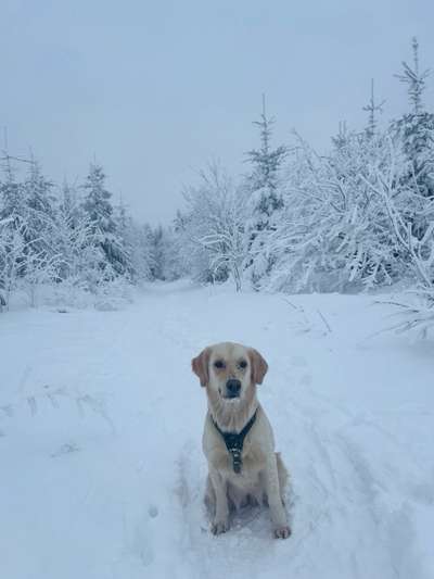 Wo sind die Golden Retriever Liebhaber?-Beitrag-Bild