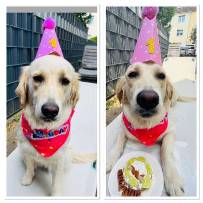 Wo sind die Golden Retriever Liebhaber?-Beitrag-Bild