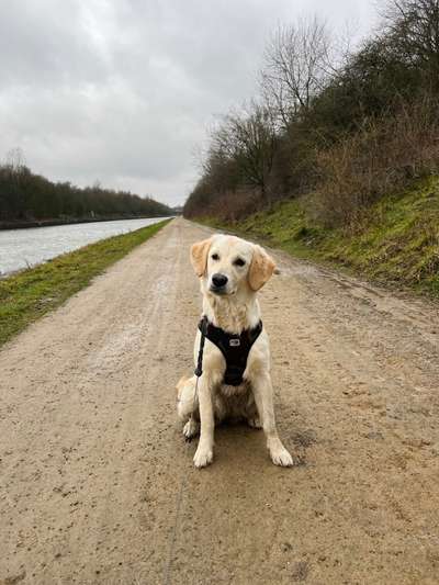 Wo sind die Golden Retriever Liebhaber?-Beitrag-Bild