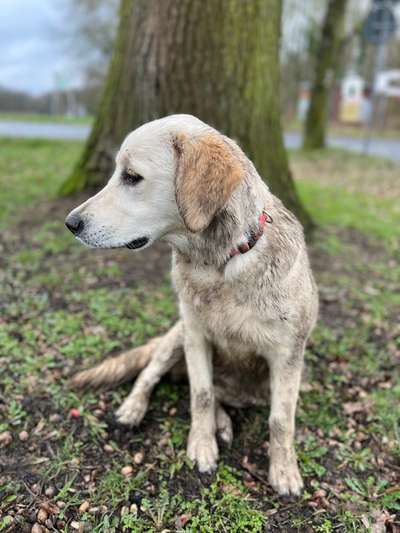 Wo sind die Golden Retriever Liebhaber?-Beitrag-Bild