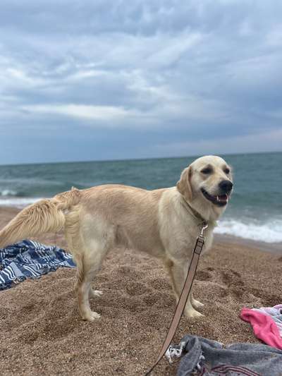 Fotosammlung: ,,Der natürliche Hund" Unbearbeitet, ungestellt und in Natura-Beitrag-Bild