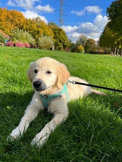 Wo sind die Golden Retriever Liebhaber?-Beitrag-Bild