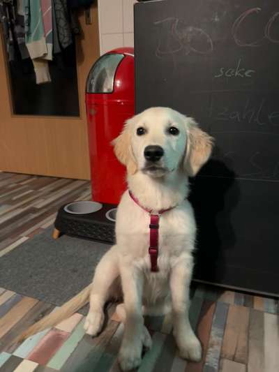 Wo sind die Golden Retriever Liebhaber?-Beitrag-Bild