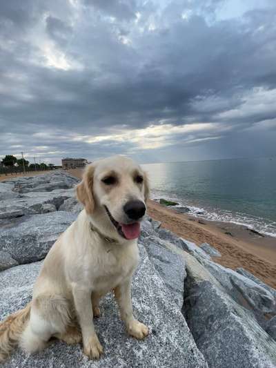 Wo sind die Golden Retriever Liebhaber?-Beitrag-Bild