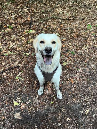 Wo sind die Golden Retriever Liebhaber?-Beitrag-Bild